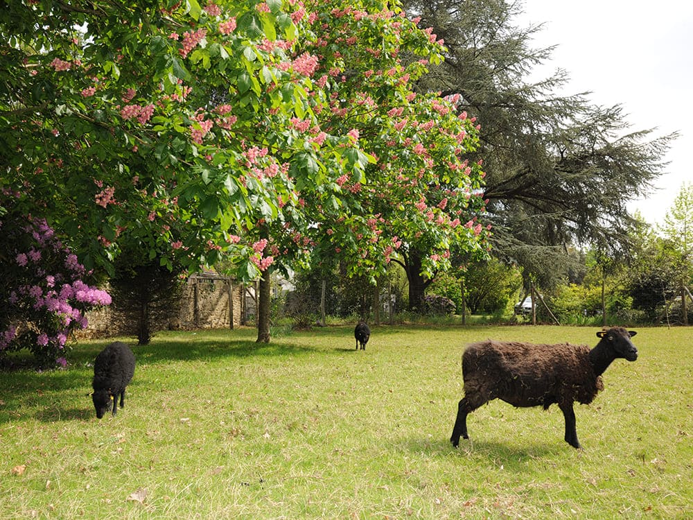 mouton dans un eco paturage