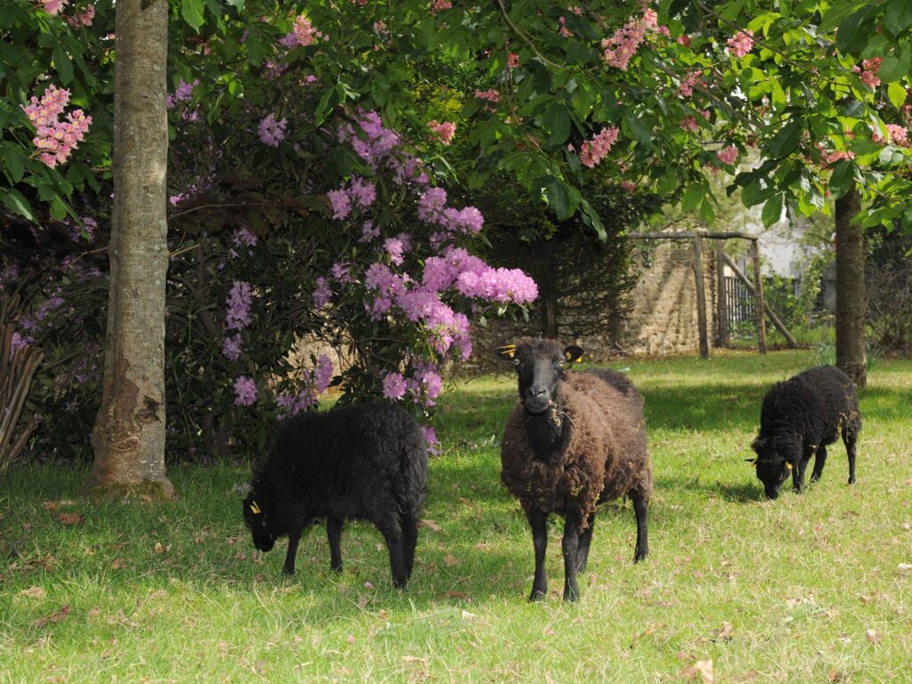 mouton du loquidy